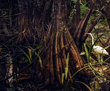 Experiencia Manglar