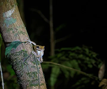 Experiencia Selva y Malnglar Nocturno