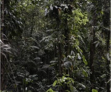 Paso a la selva